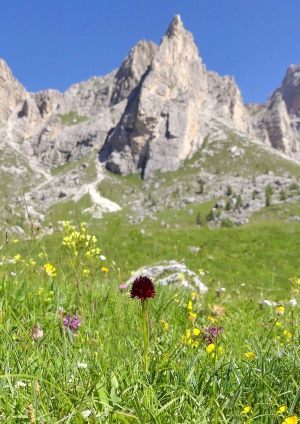 MONDEVAL: le orchidee e la preistoria.